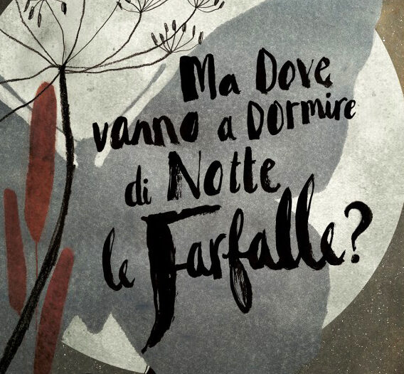 ma-dove-vanno-a-dormire-di-notte-le-farfalle